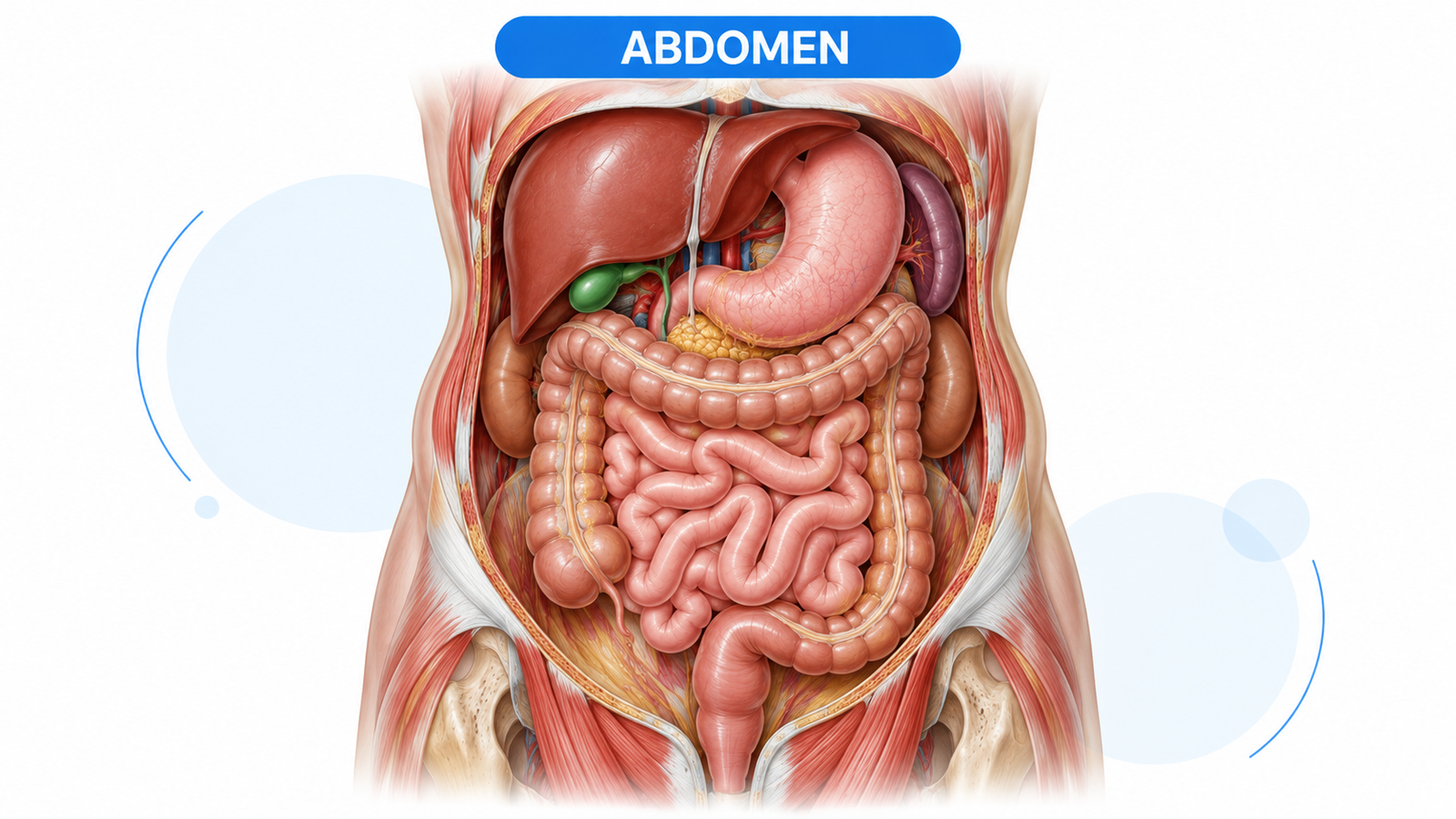 Abdomen anatomy