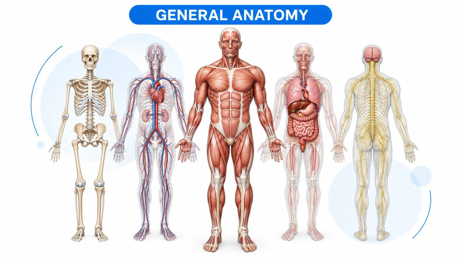 General Anatomy